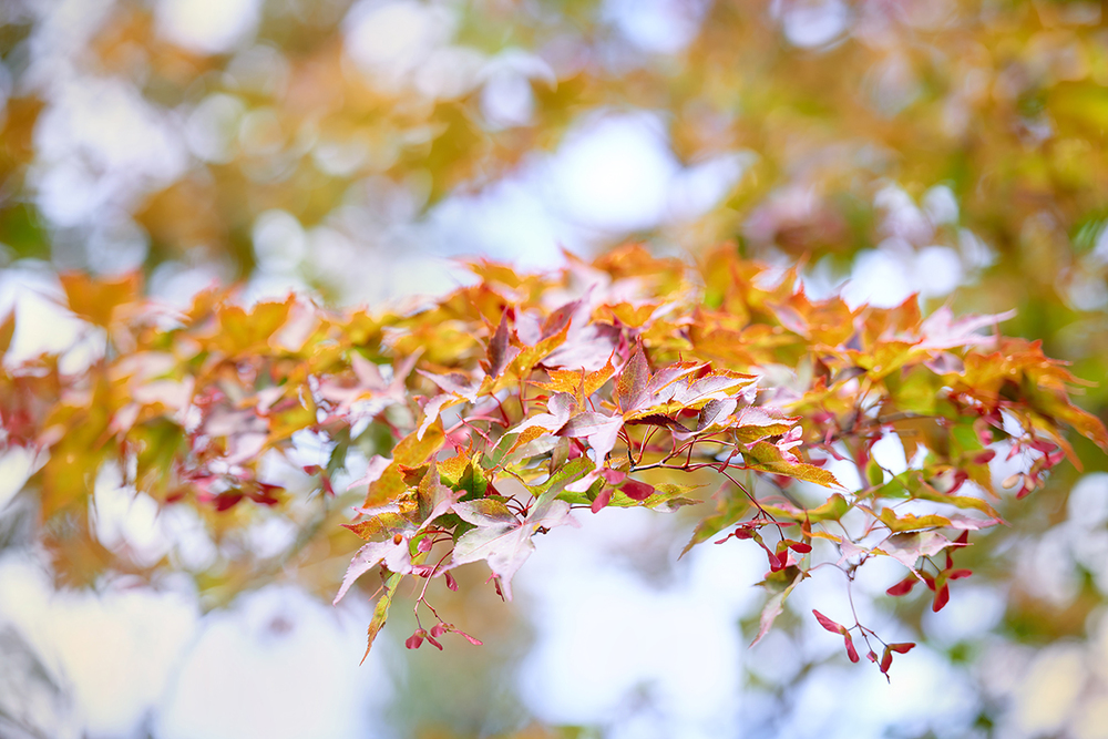 Herbstferien Parkhotel Poertschach