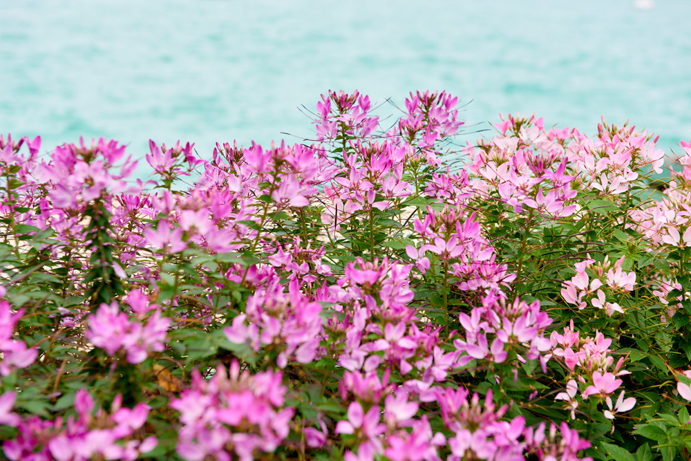 Blumen am Wörthersee