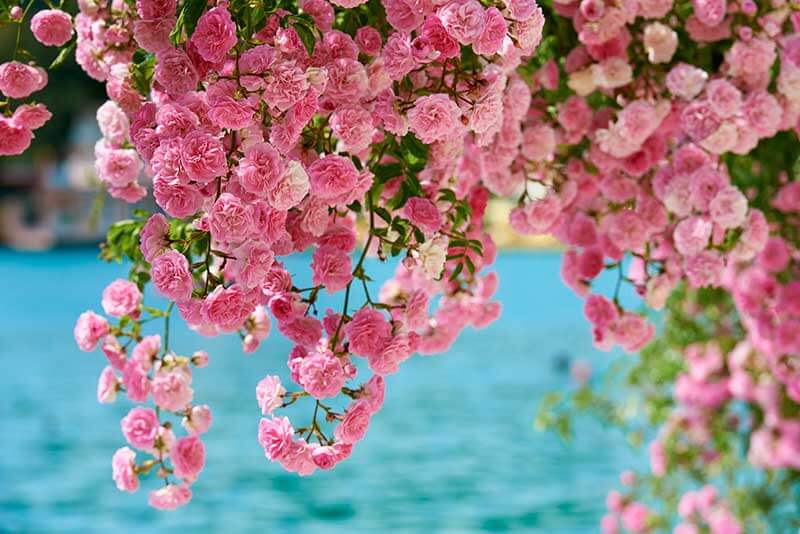 Blumenpromenade am Woerthersee