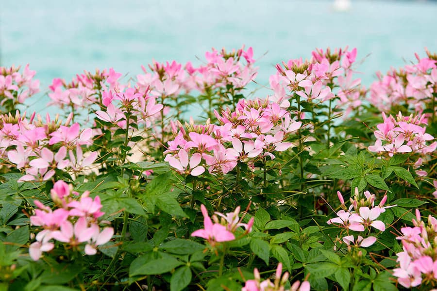 Blühende Sommer-Blumen